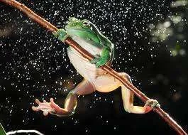 imagesCA2RL7PC.webp