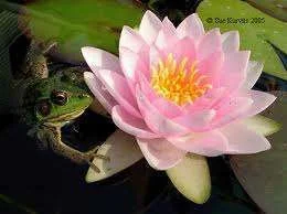 imagesCA34F8C0.webp