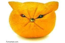 imagesCA5FVI92.webp
