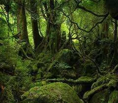 imagesCAD7VIX4.webp