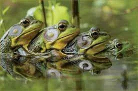 imagesCADLNOCQ.webp