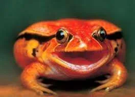 imagesCAI4LLFT.webp