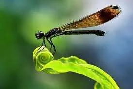 imagesCAJAL1QX.webp