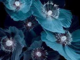 imagesCAPOIEC8.webp
