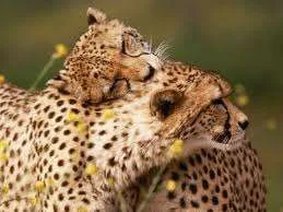 imagesCASZLB3L.webp