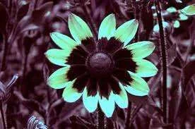 imagesCAT2LQWM.webp