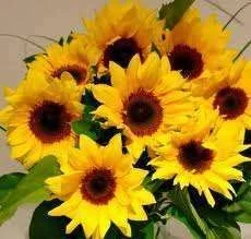 imagesCATOD78U.webp
