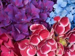 imagesCAUPXK3O.webp