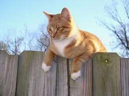 ImageUploadedByTapatalk1333820254.770377.webp