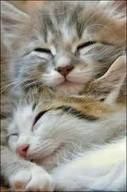 ImageUploadedByTapatalk1336924210.297739.webp