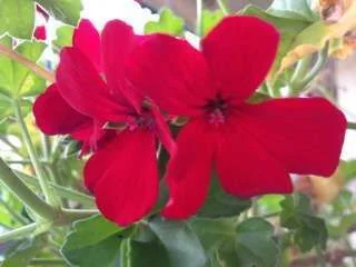 ImageUploadedByTapatalk1347157574.094021.webp