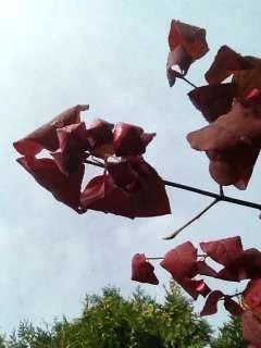 ImageUploadedByTapatalk1347179418.941384.webp