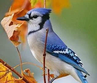 ImageUploadedByTapatalk1347755458.760416.webp