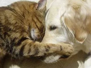 ImageUploadedByTapatalk1349061912.346302.webp