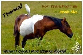 ImageUploadedByTapatalk1349380475.019487.webp