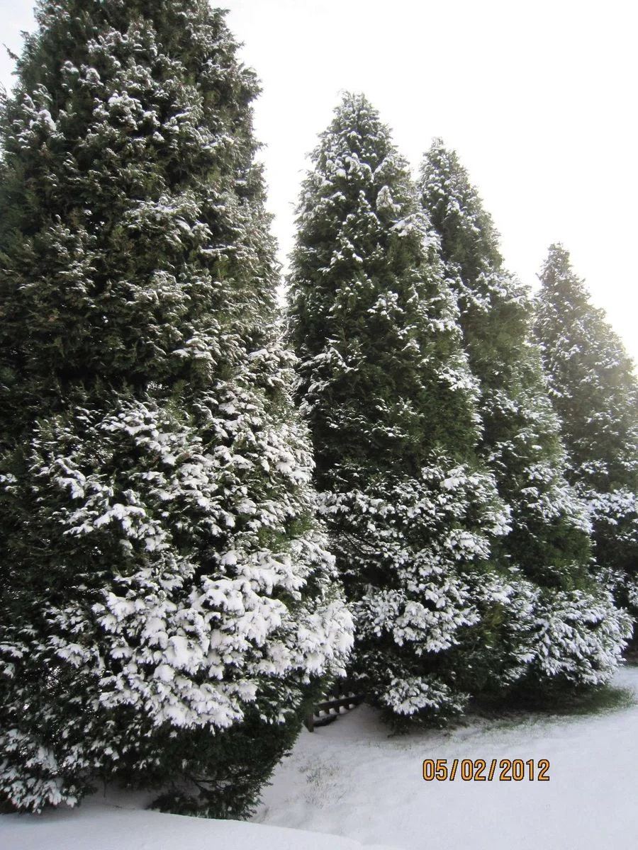 IMG_0005.webp