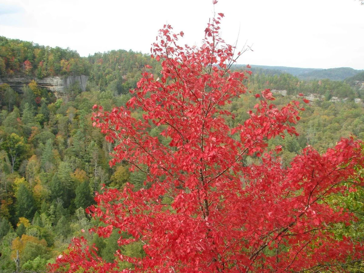 IMG_0337.webp