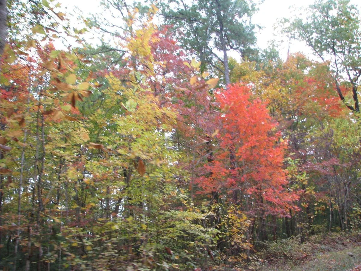 IMG_0344.webp