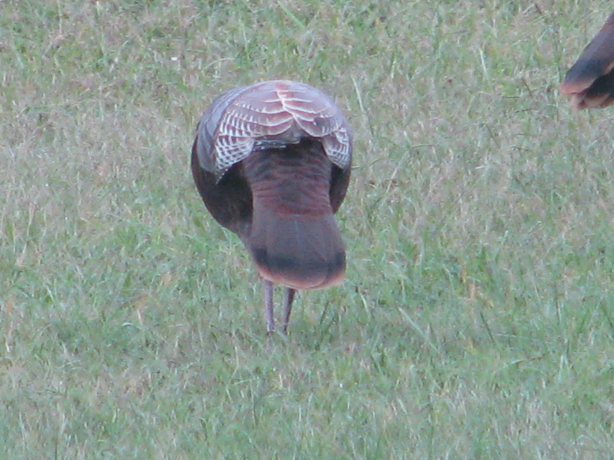 IMG_0383.webp