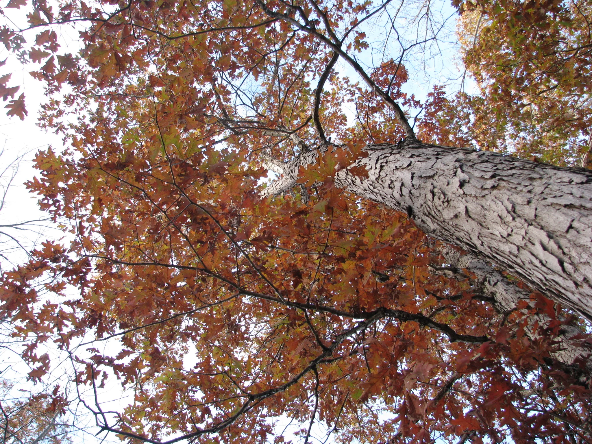 IMG_1071.webp