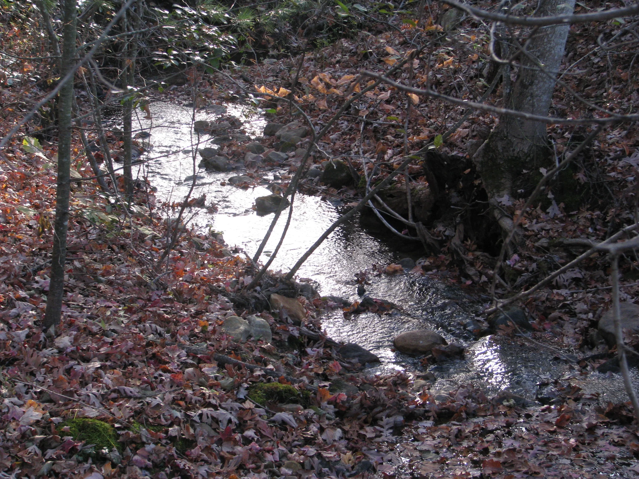 IMG_1100.webp