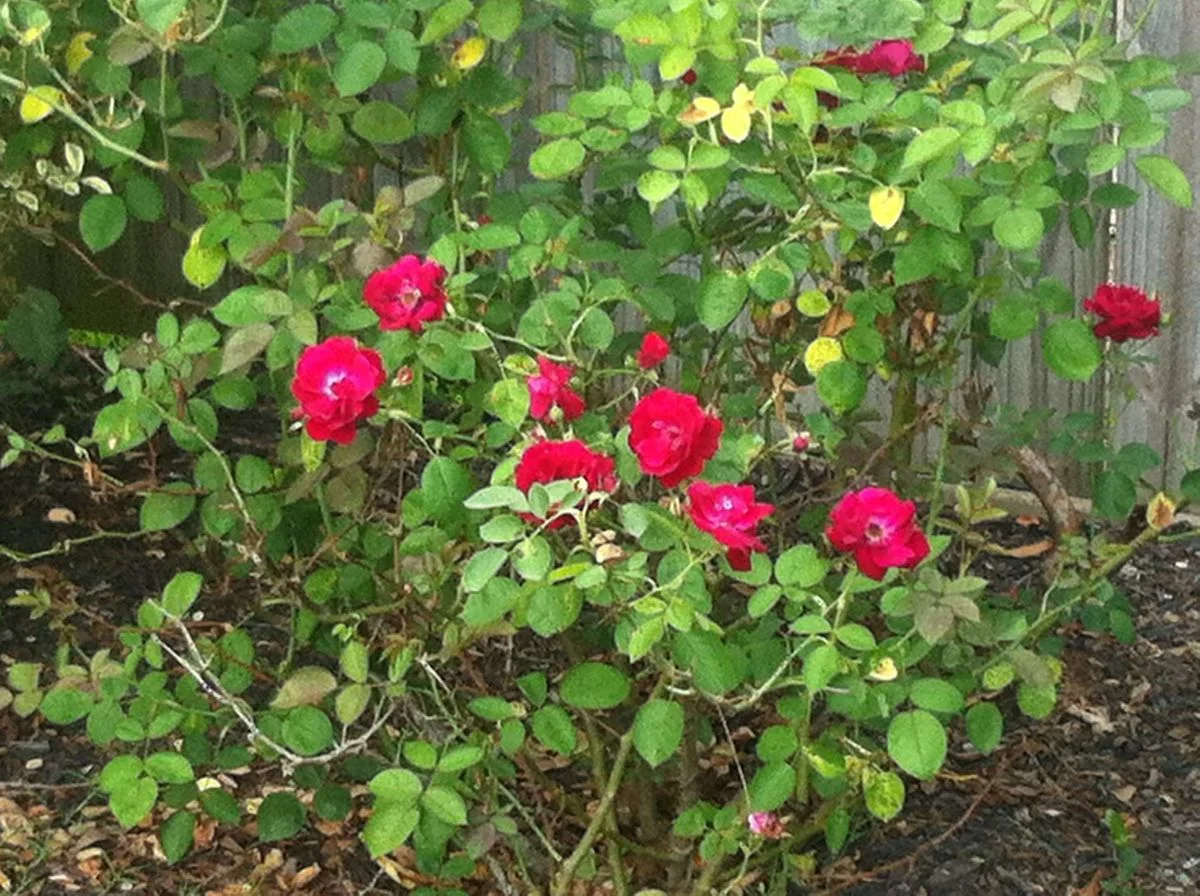 IMG_1194.webp