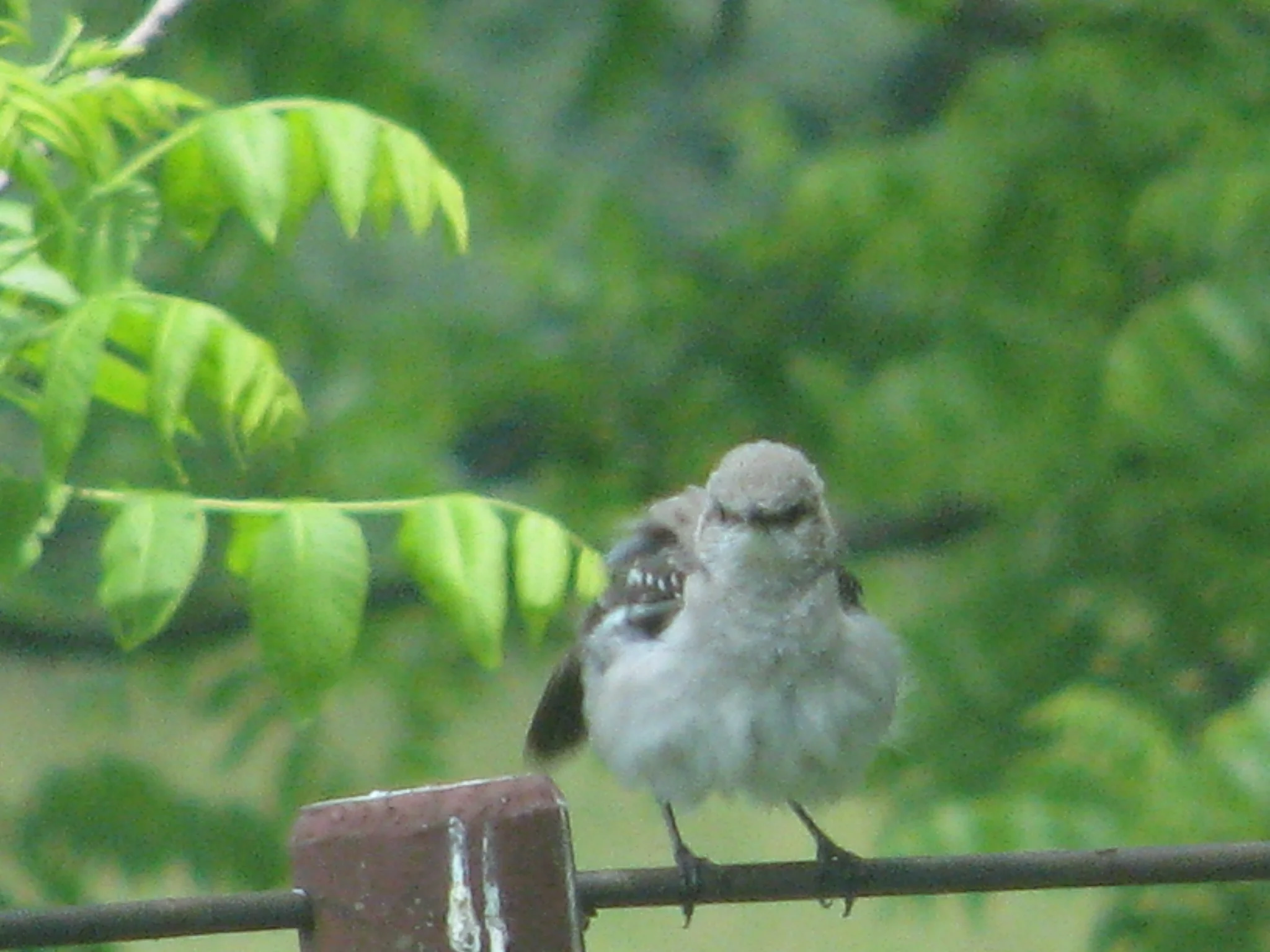 IMG_1345.webp