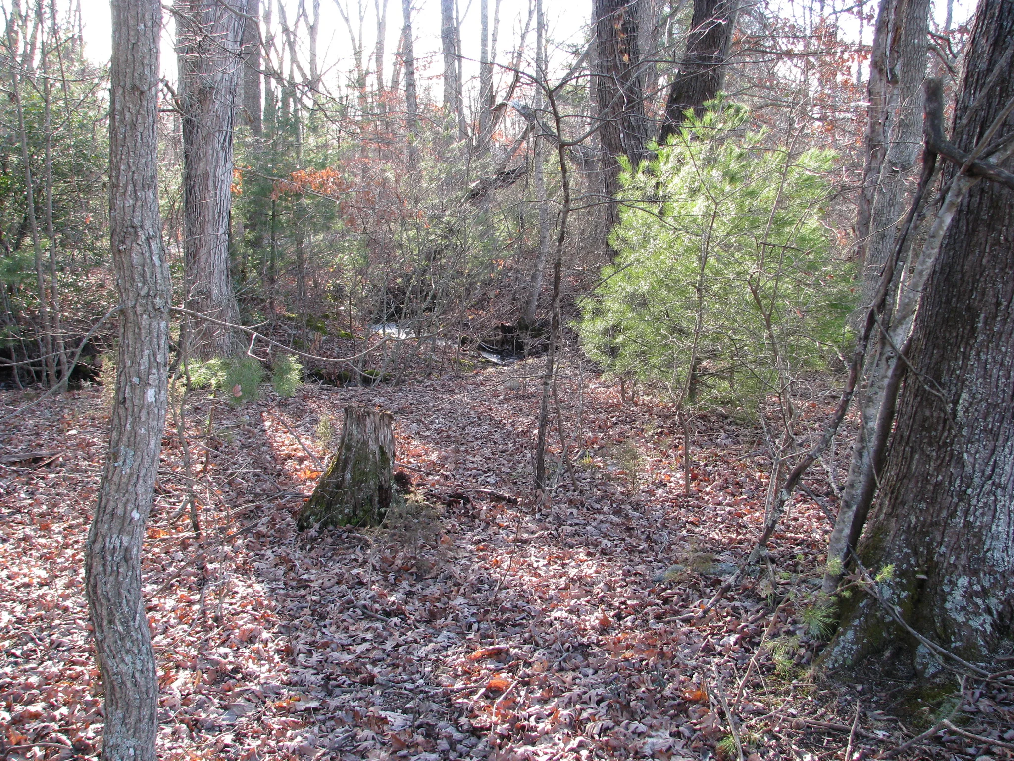 IMG_1460.webp