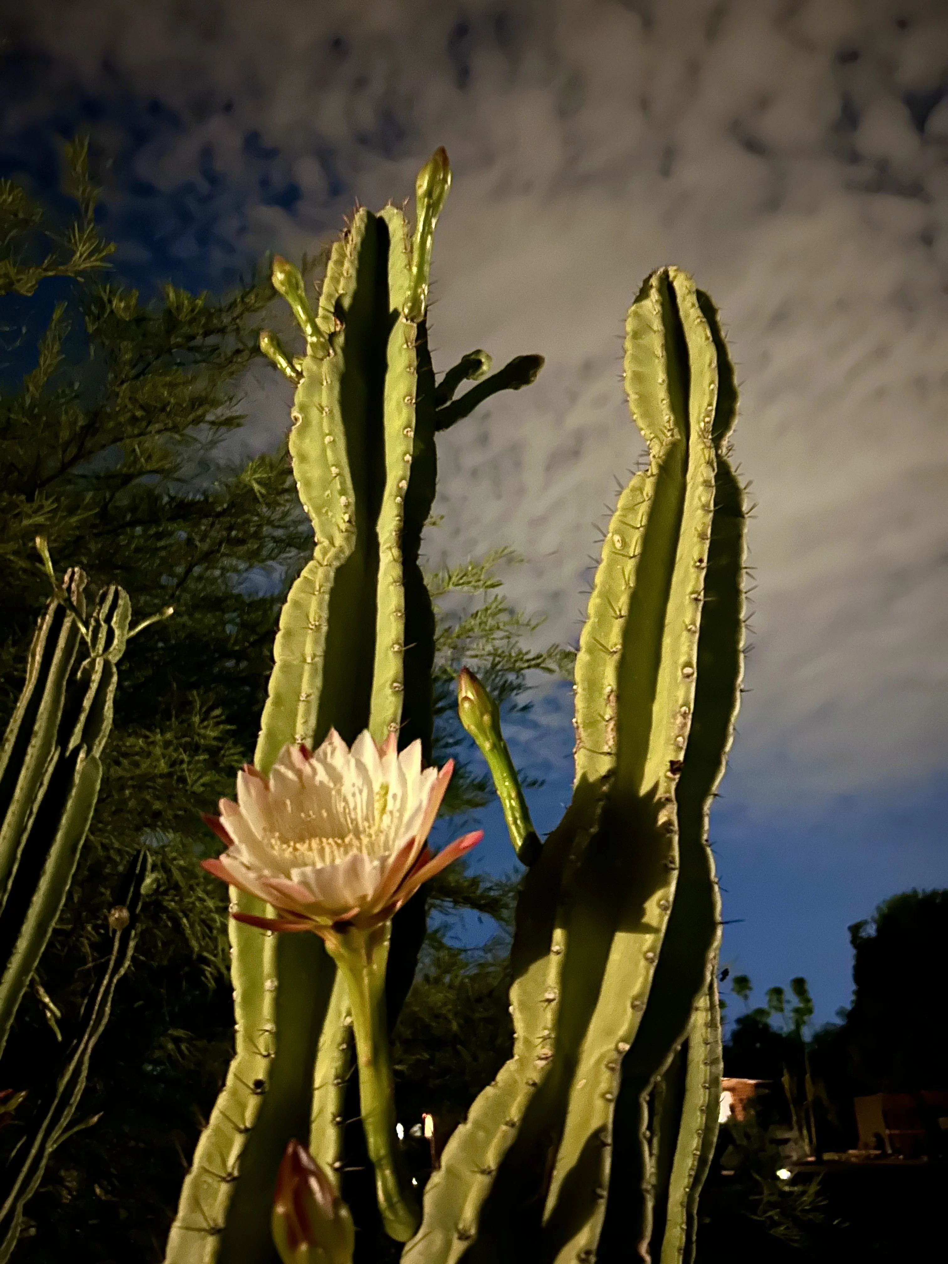 IMG_1714.webp