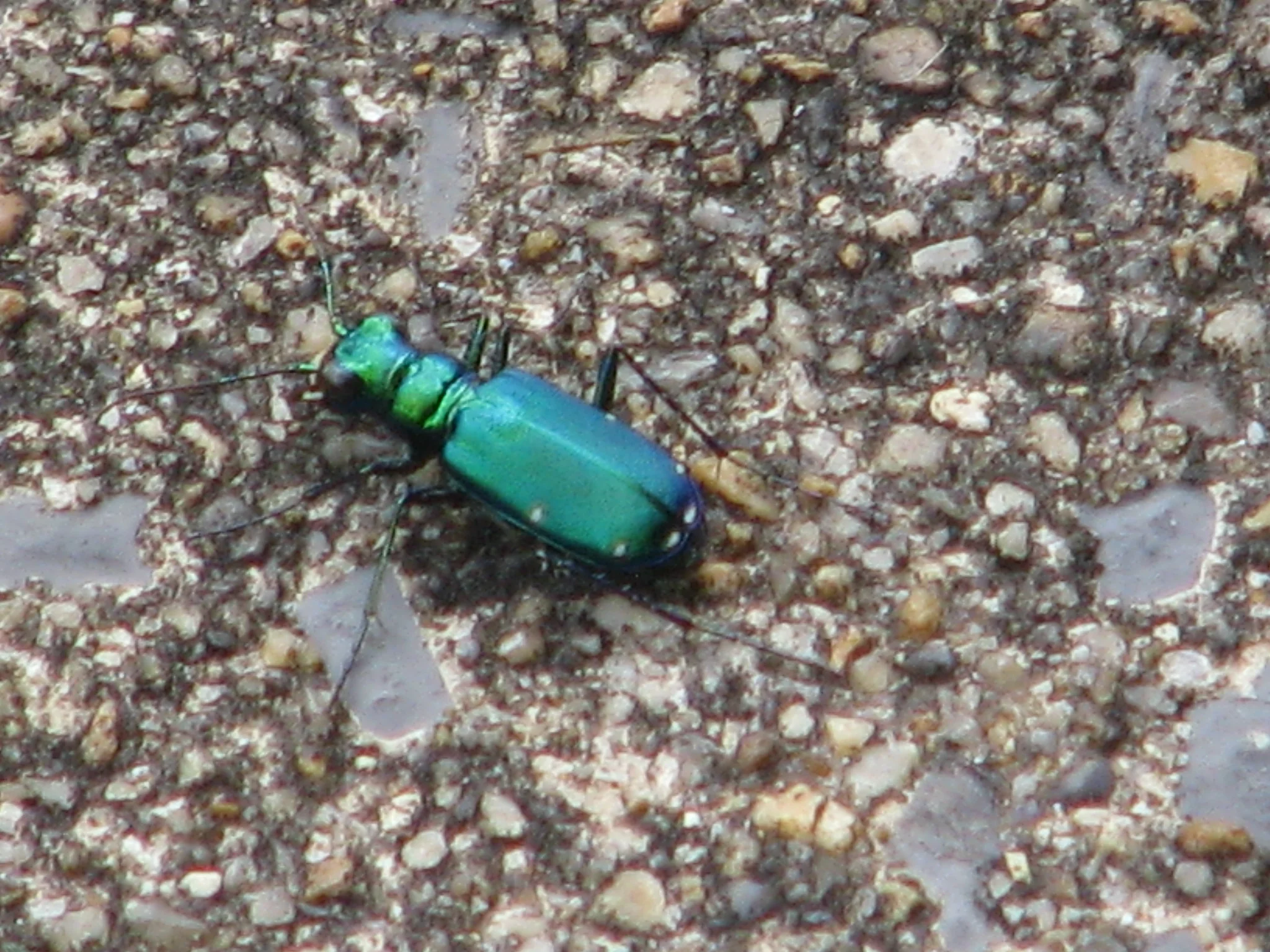 IMG_1747.webp