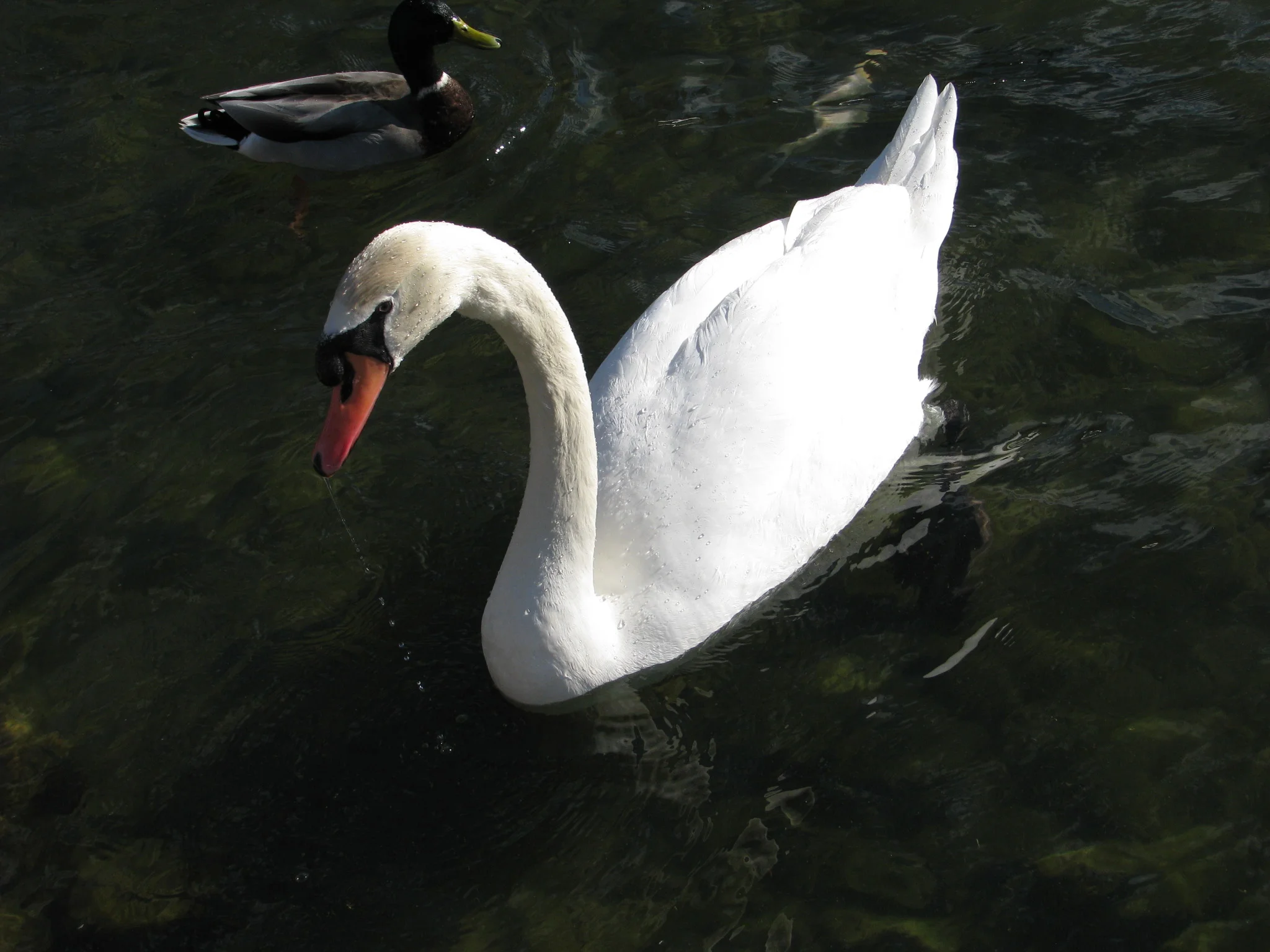 IMG_1835.webp