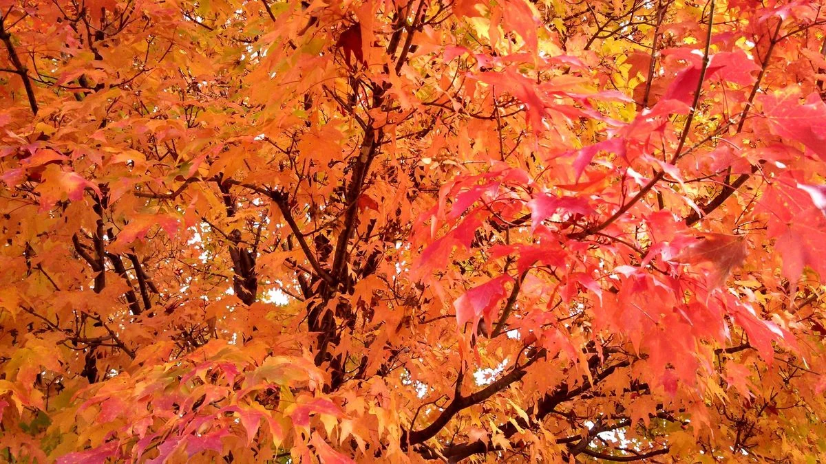 IMG_20131011_123138_137.webp