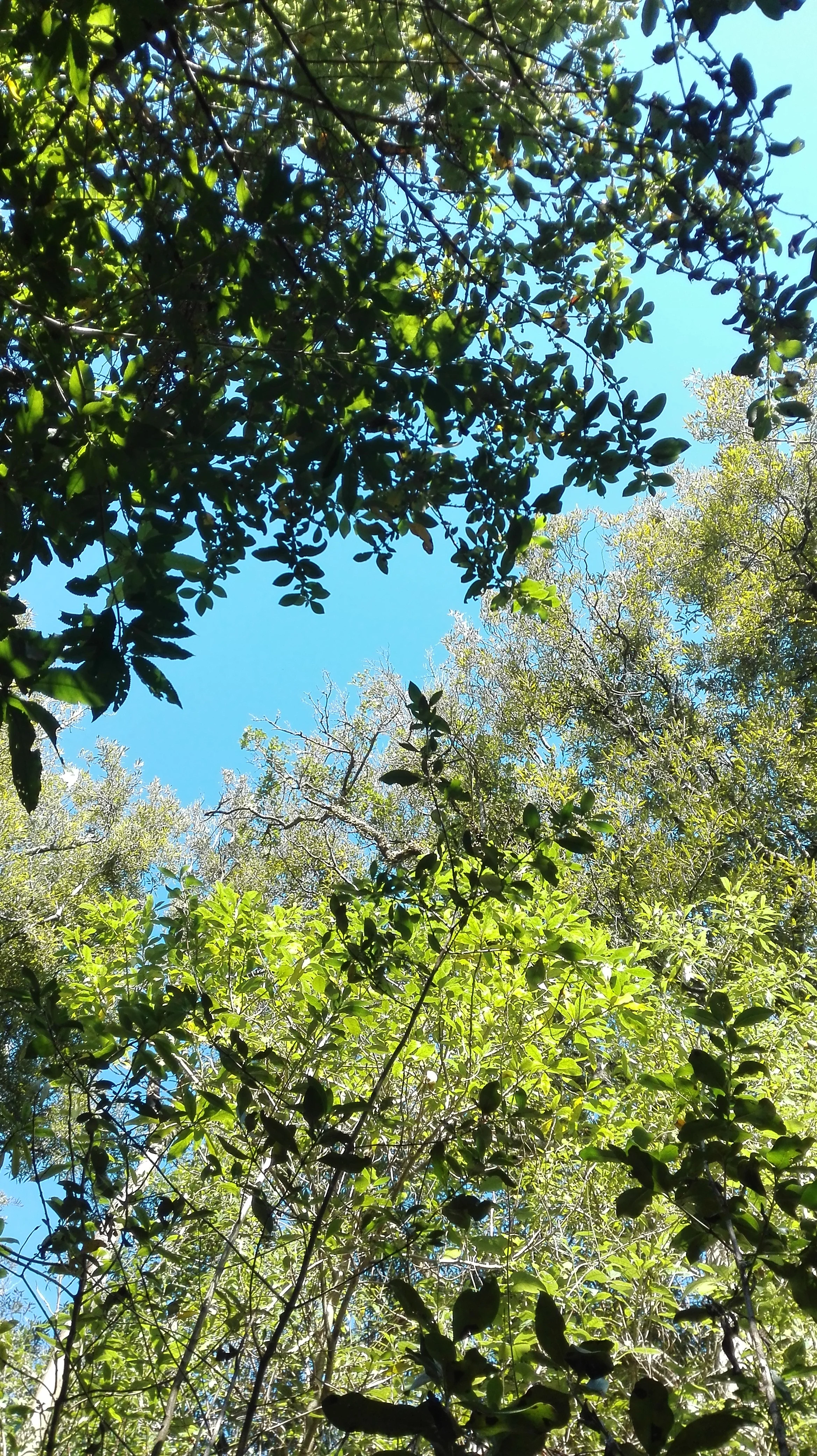 IMG_20180812_130426.webp