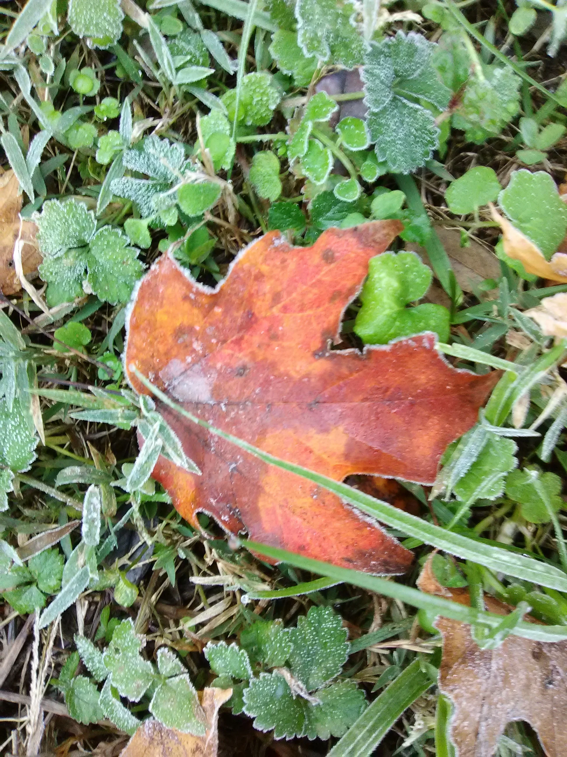IMG_20181118_081937.webp
