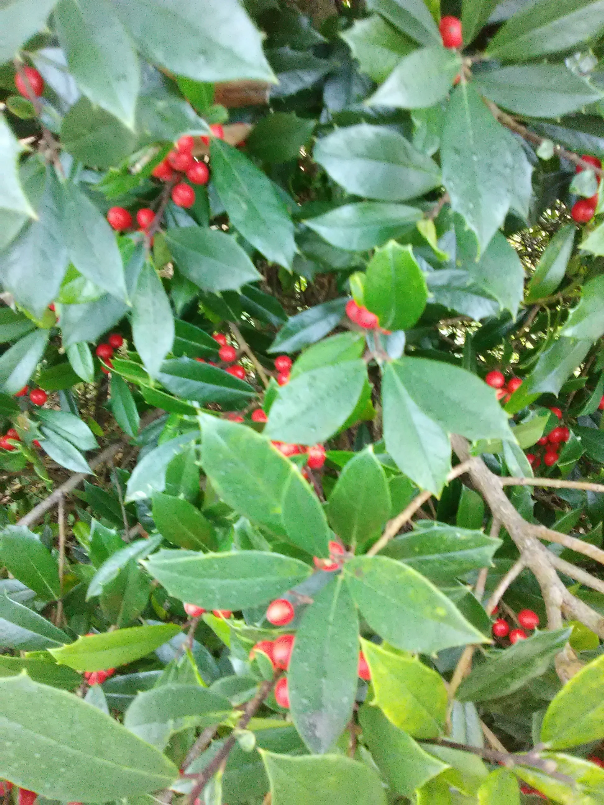 IMG_20181118_082053.webp