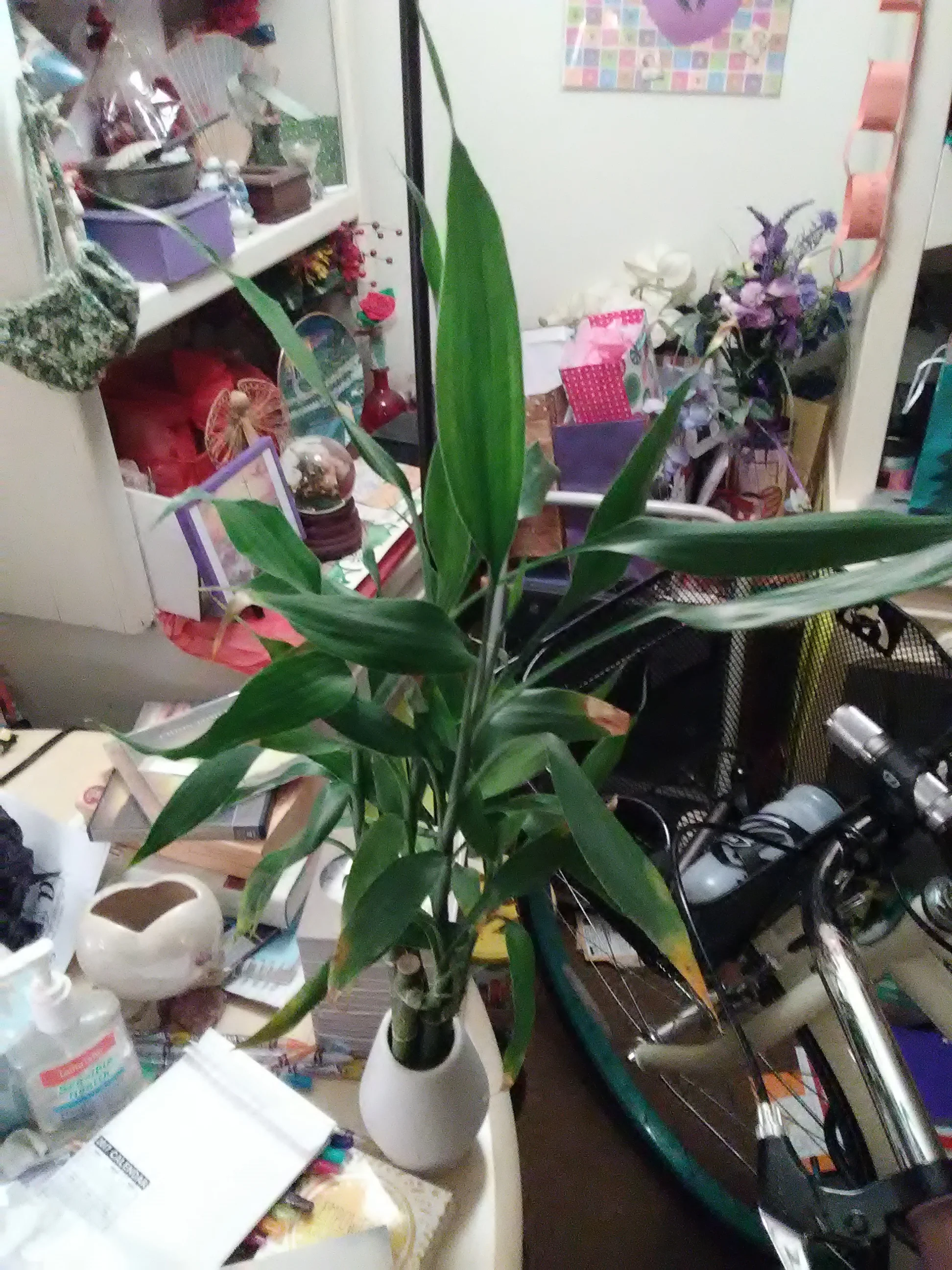 IMG_20190117_054833.webp