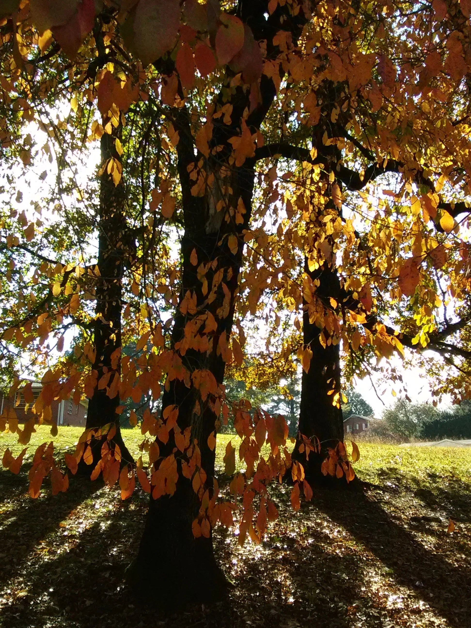 IMG_20191027_105124.webp