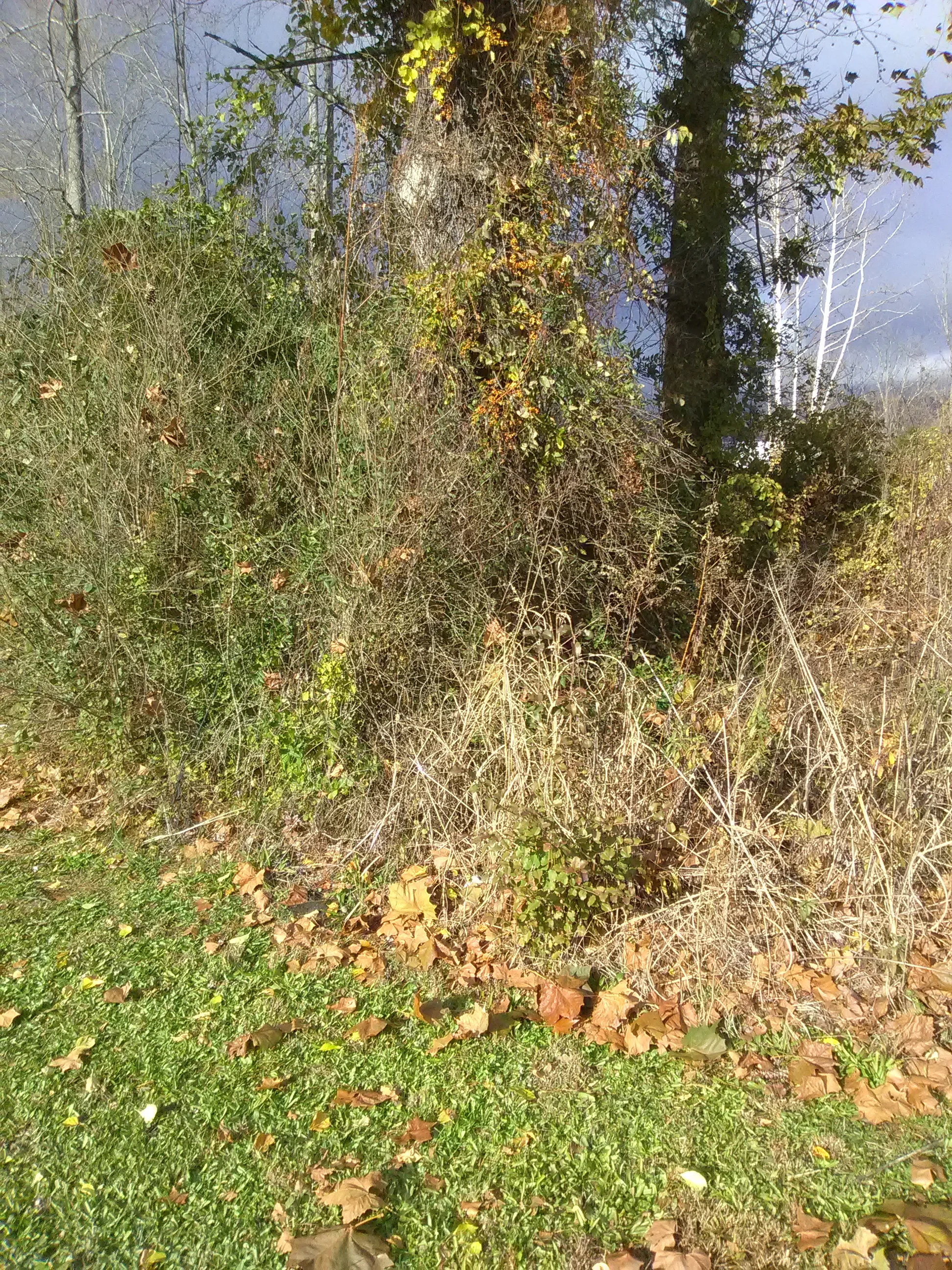 IMG_20191112_152623.webp