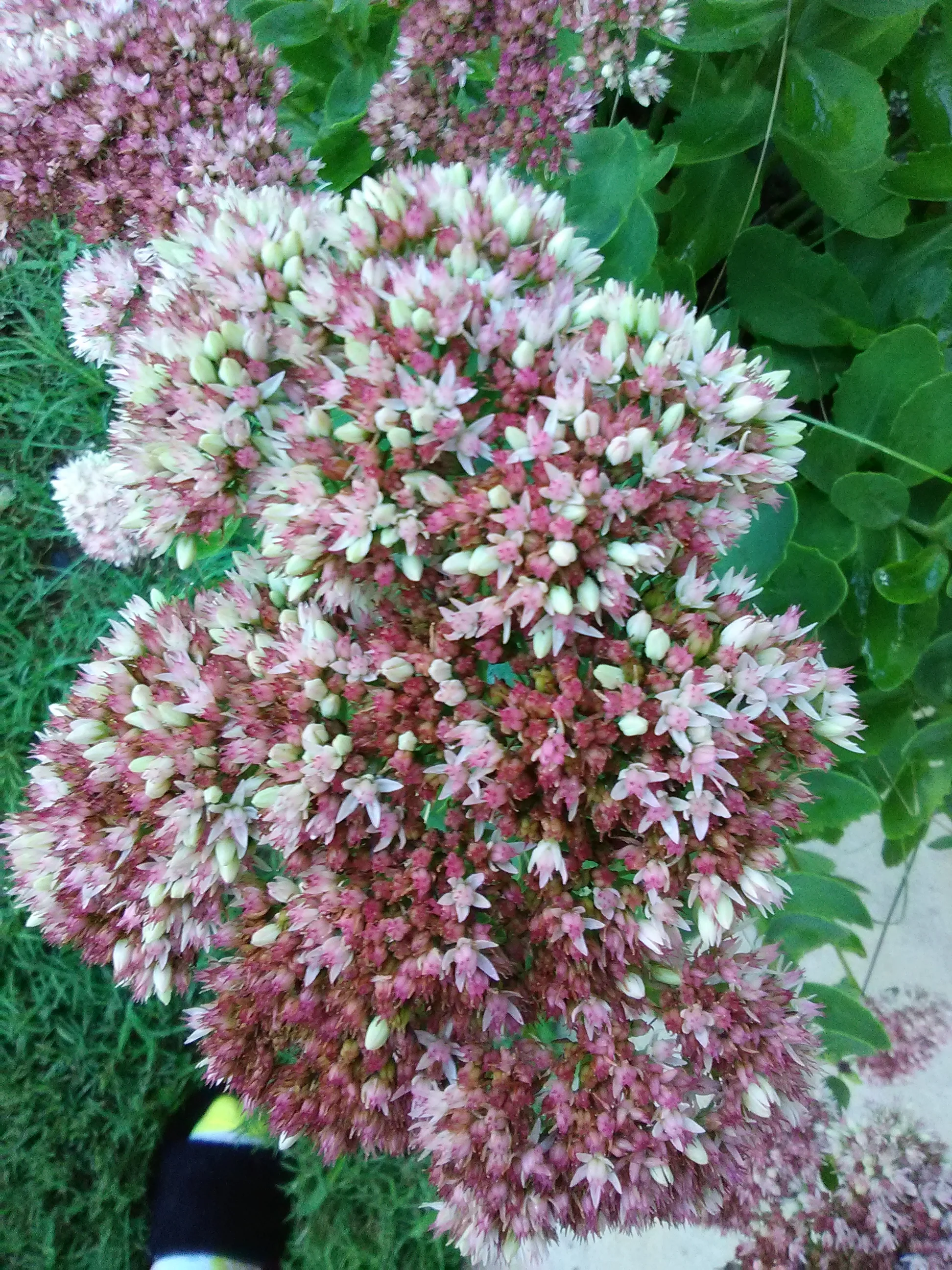 IMG_20200804_084651.webp