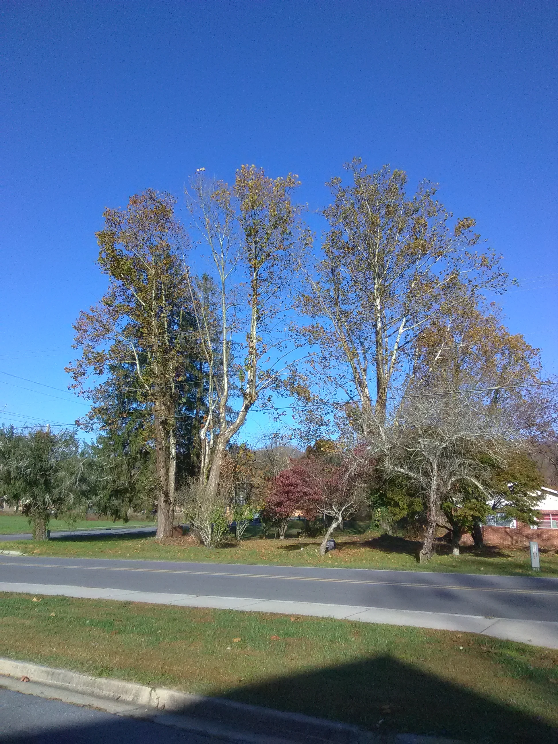 IMG_20201106_090605.webp