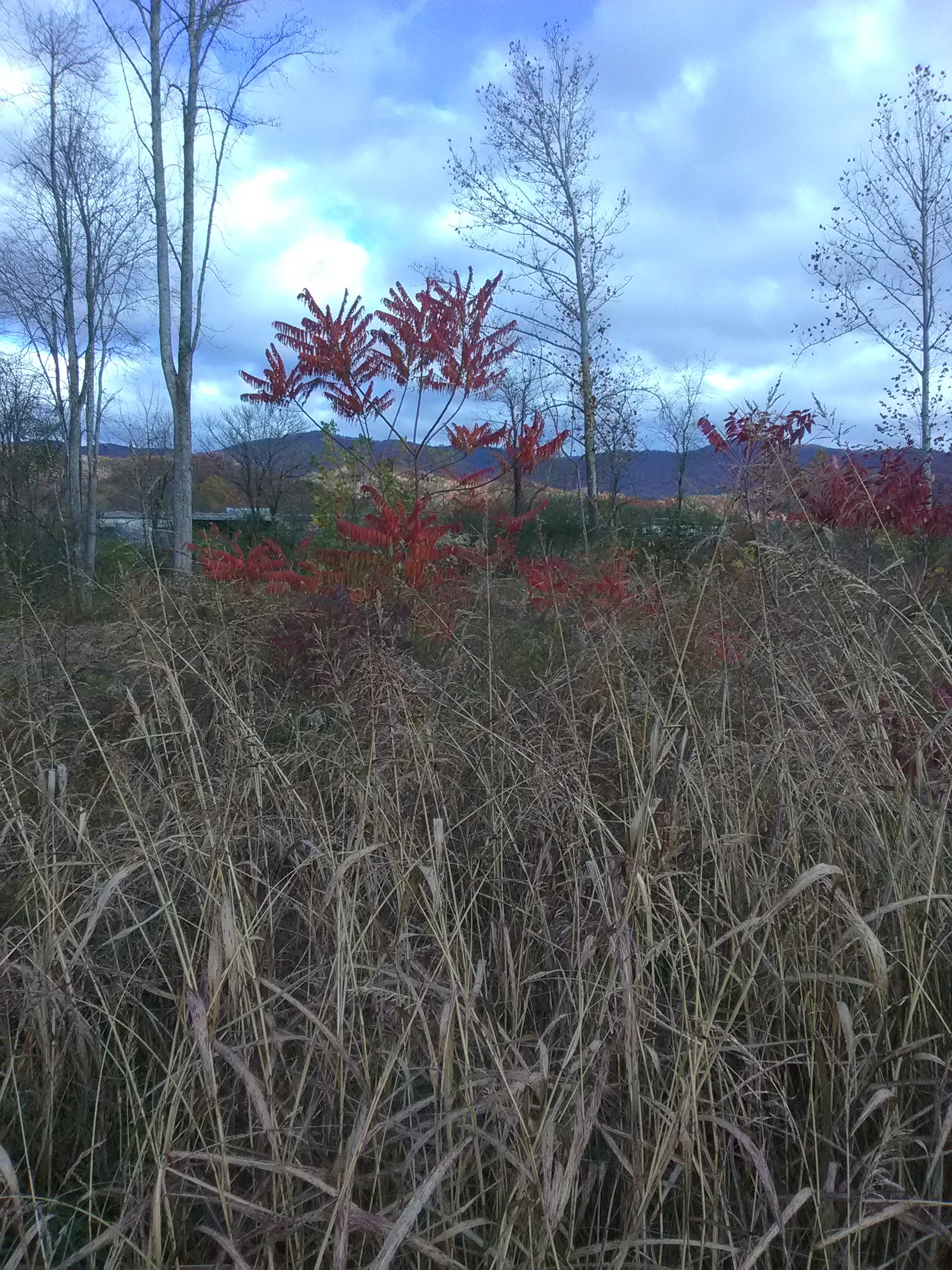 IMG_20201109_090737.webp