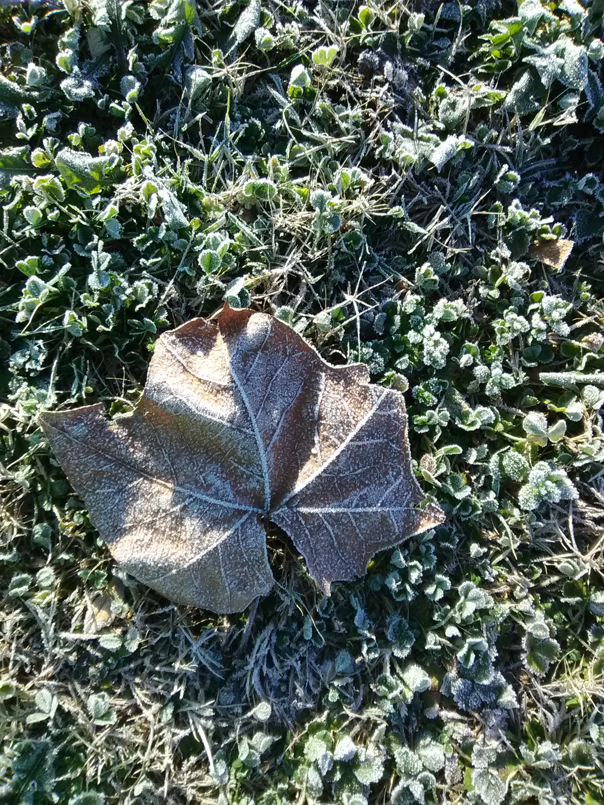 IMG_20201202_084753.webp