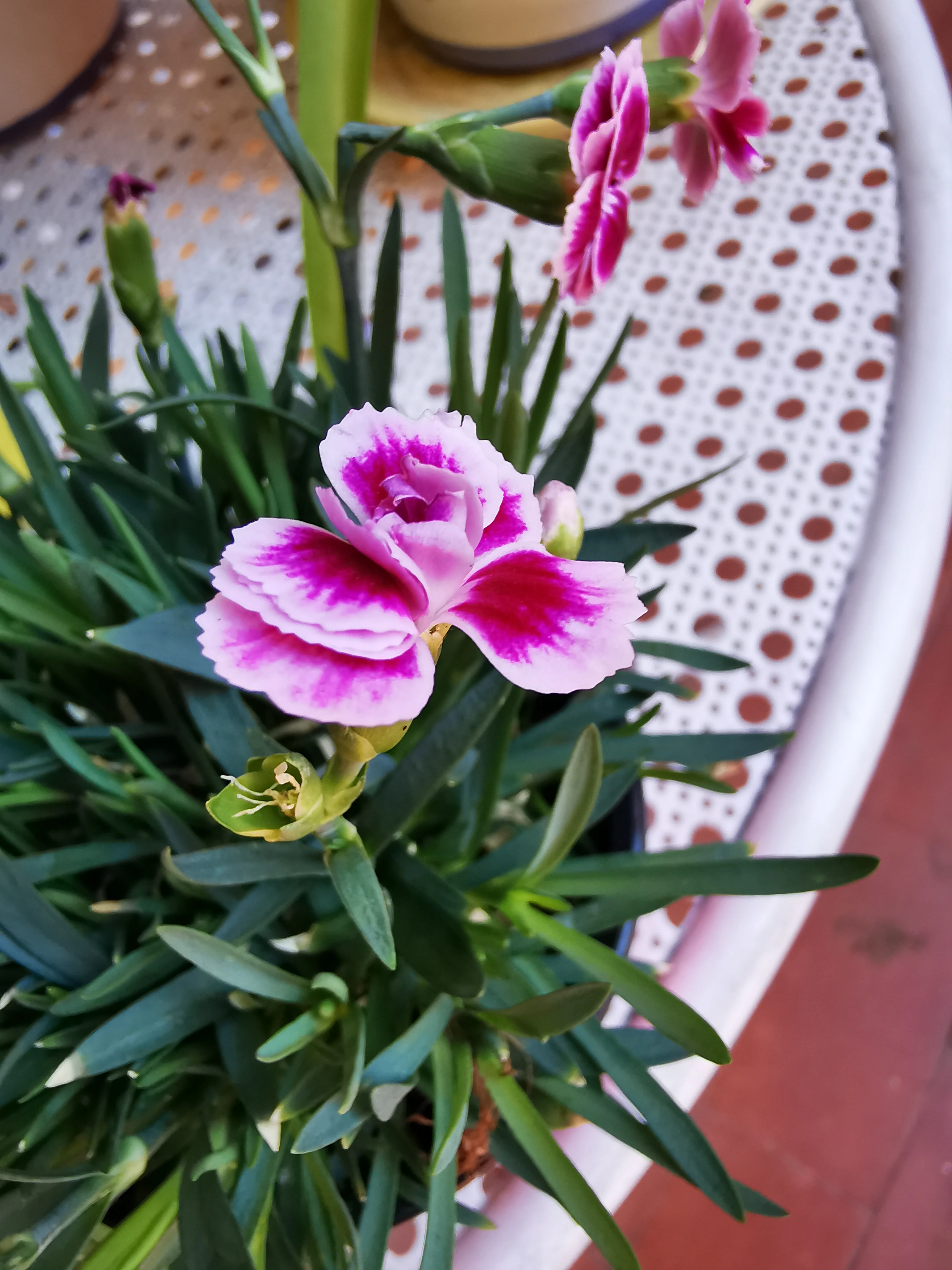 IMG_20210418_170933.webp