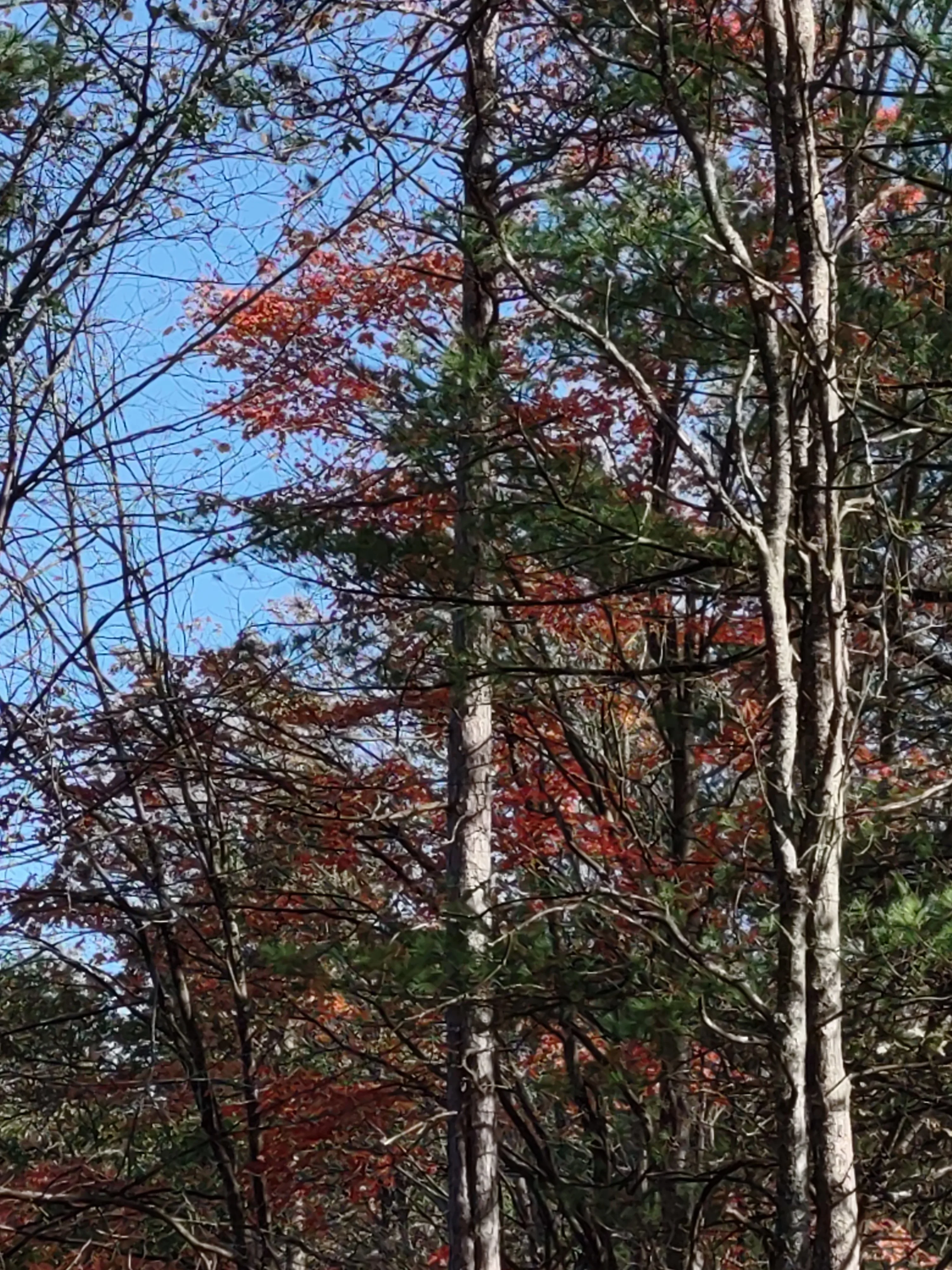 IMG_20211024_121902860.webp
