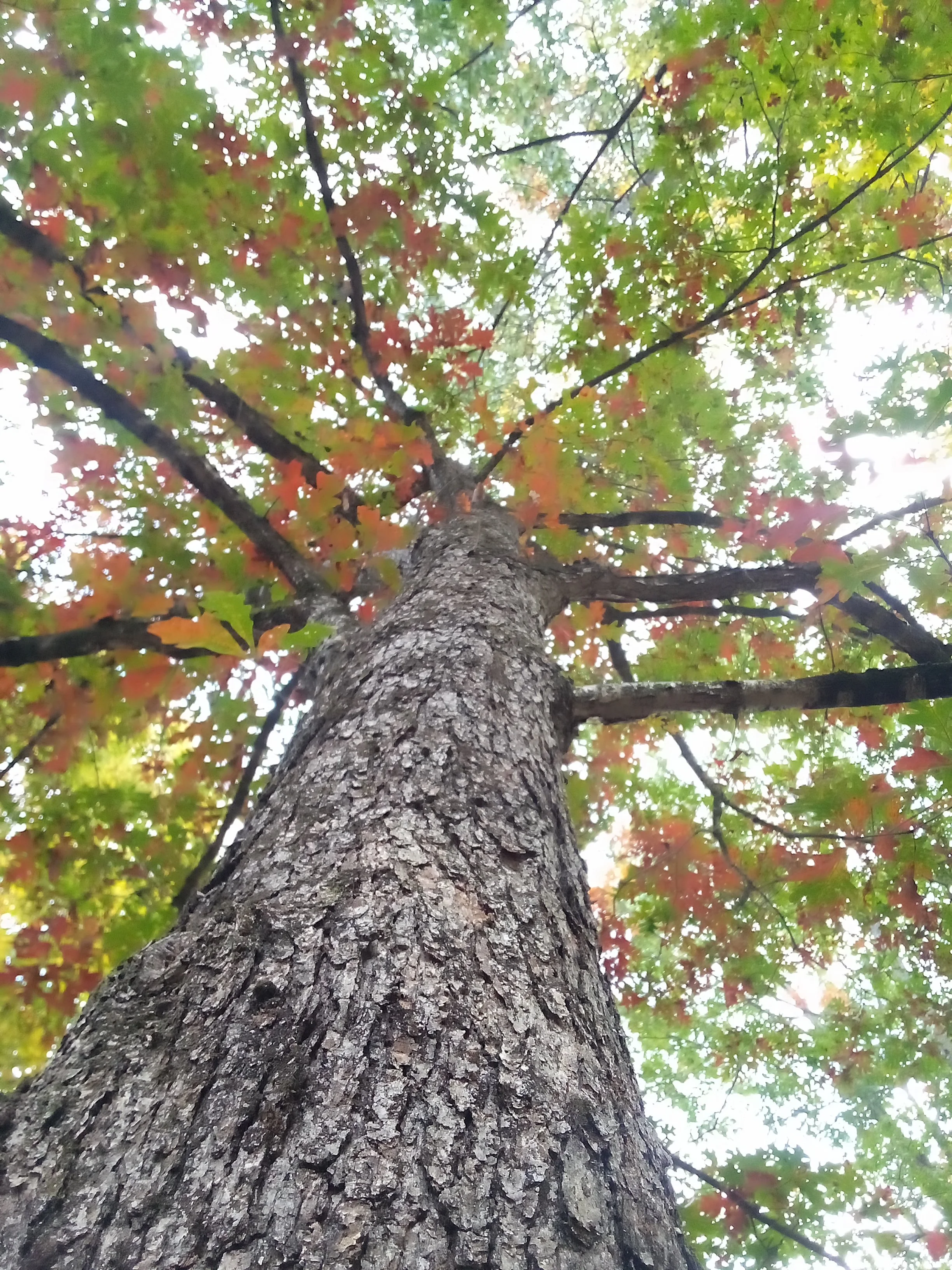 IMG_20221010_171931.webp