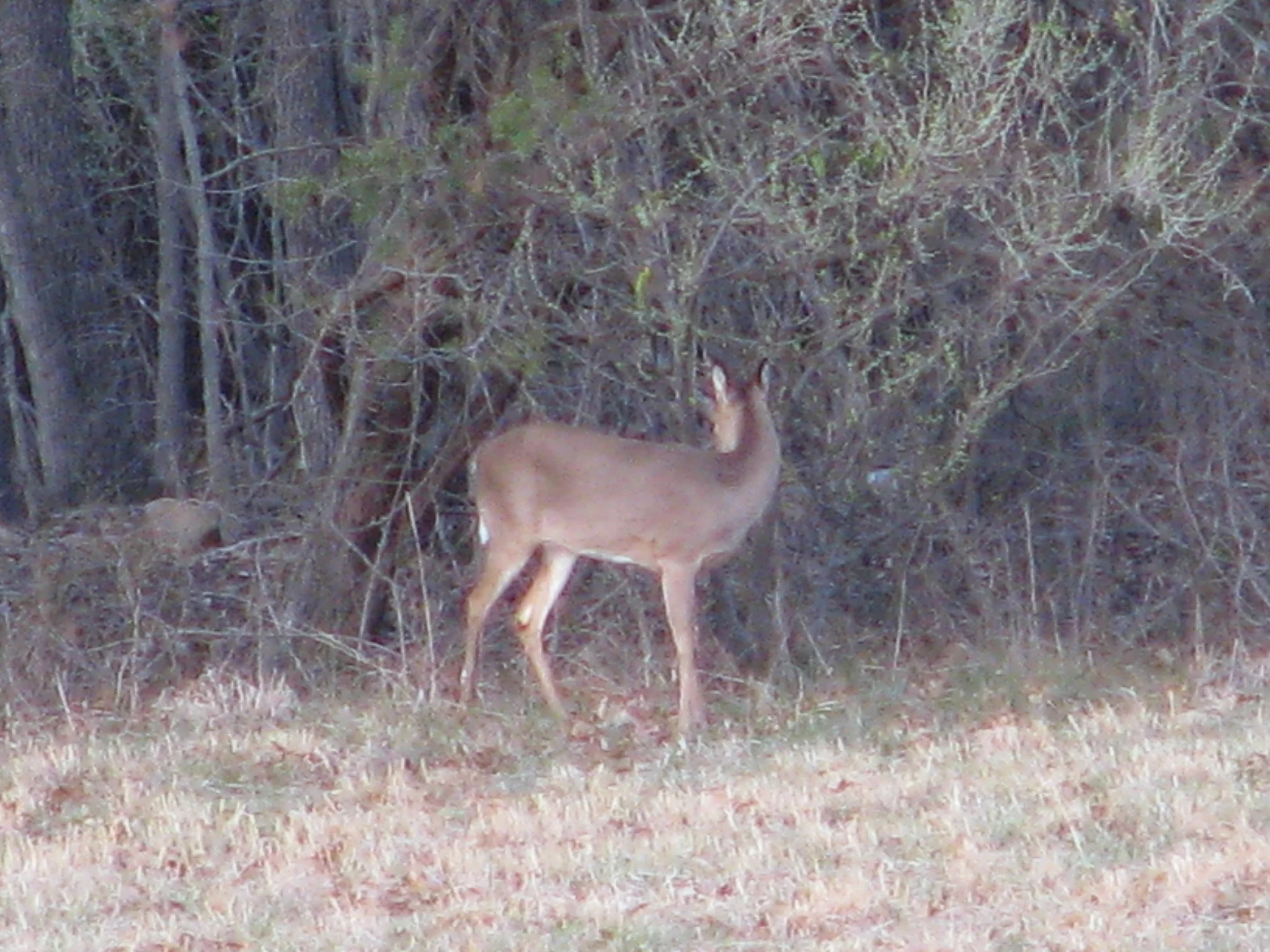 IMG_2043.webp