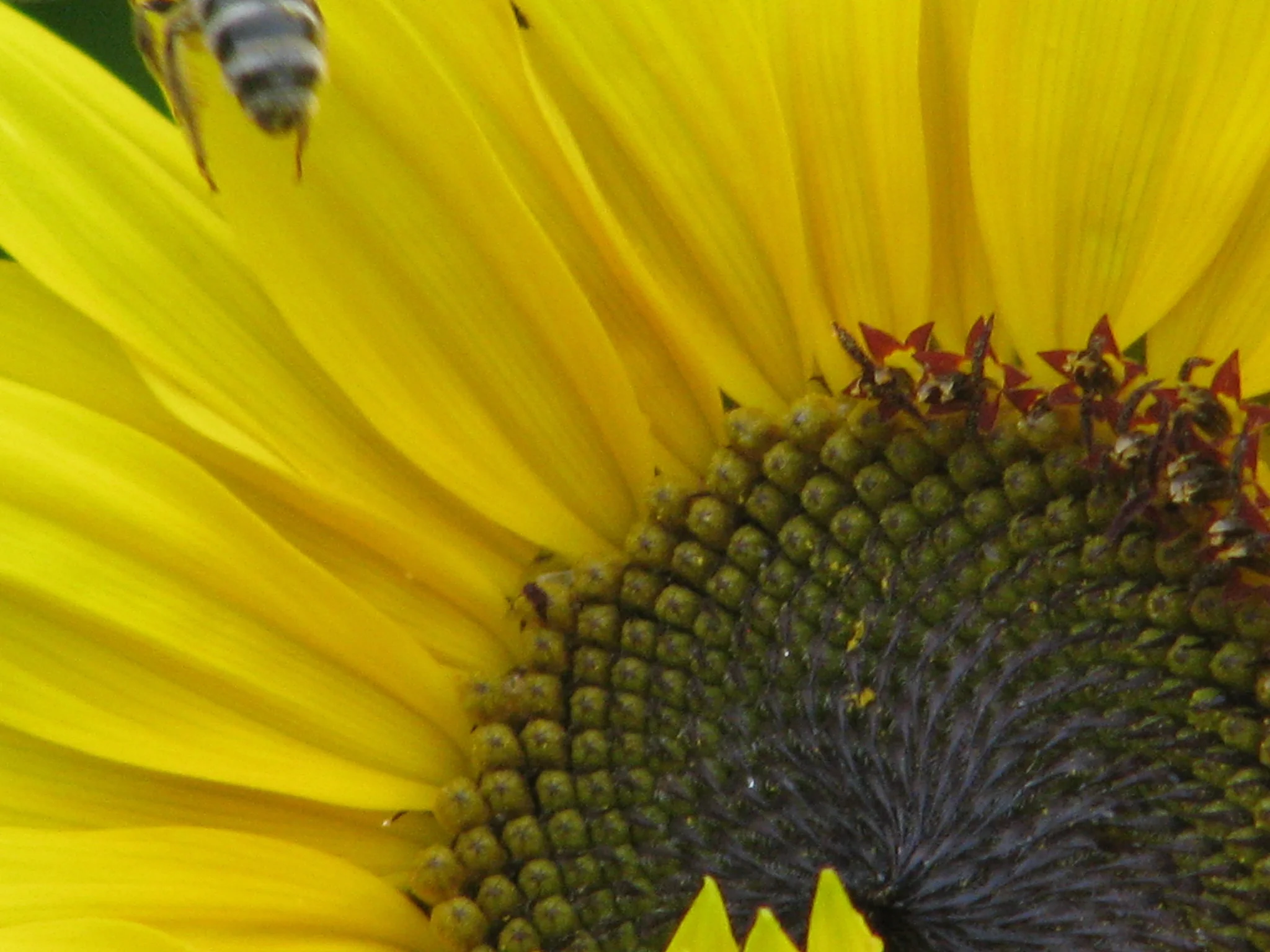 IMG_2065.webp