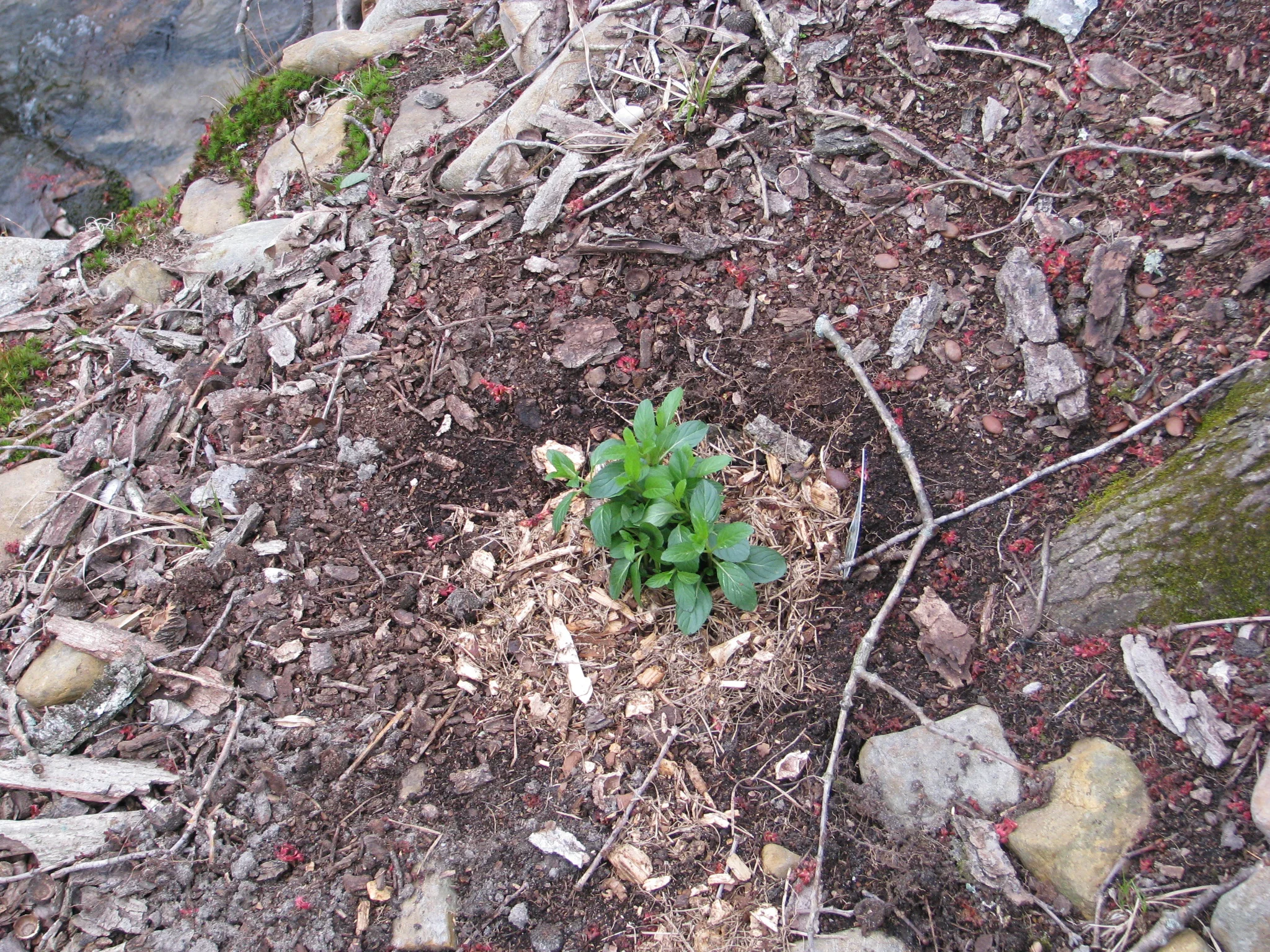 IMG_2310.webp