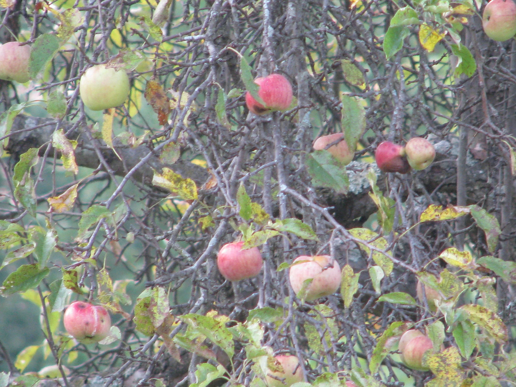 IMG_2384.webp