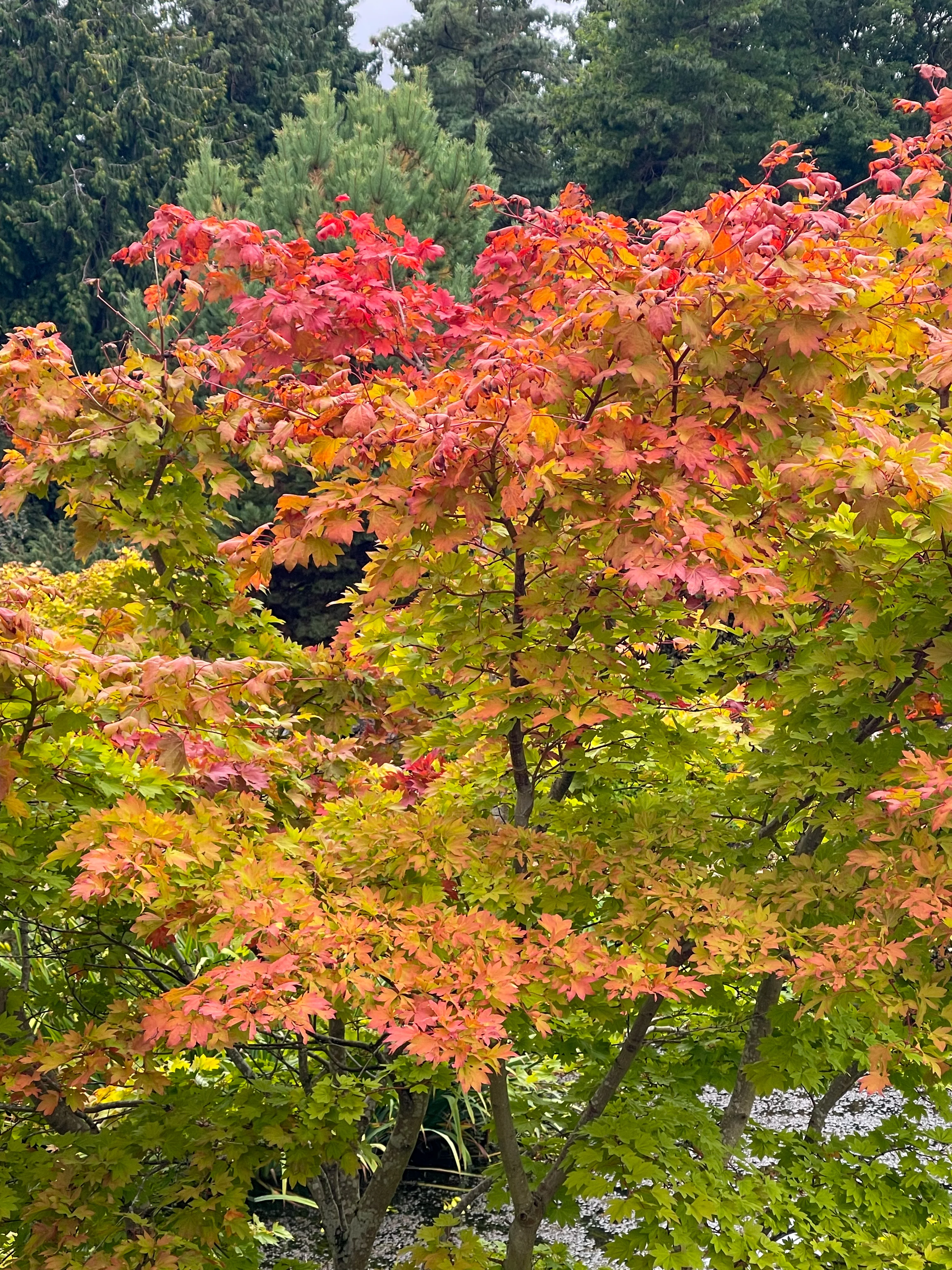 IMG_2455.webp
